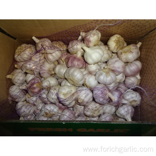 2019 Normal White Garlic Fresh